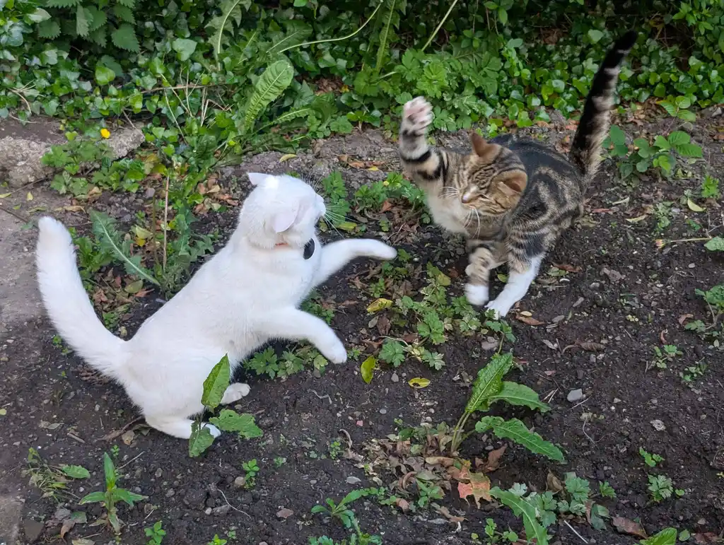 Easóg and Muffie in the garden having a standoff. Easóg is up on her hind legs, dodging out of the way of Muffie’s descending right paw.