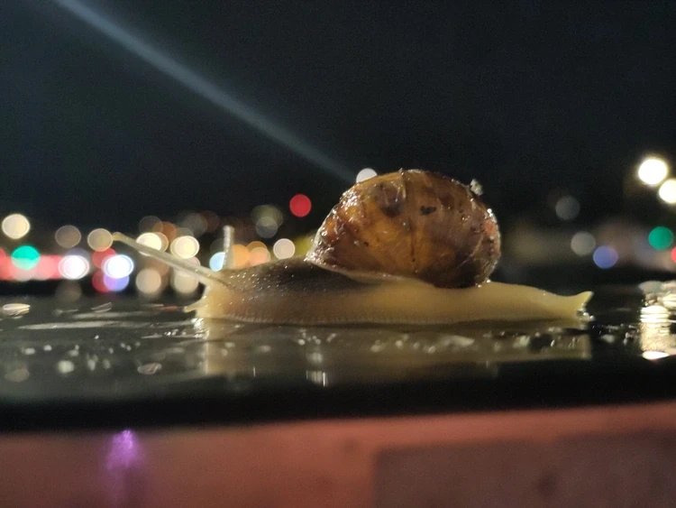 A photo of a slug in focus with the lights of a city at night out of focus behind it.