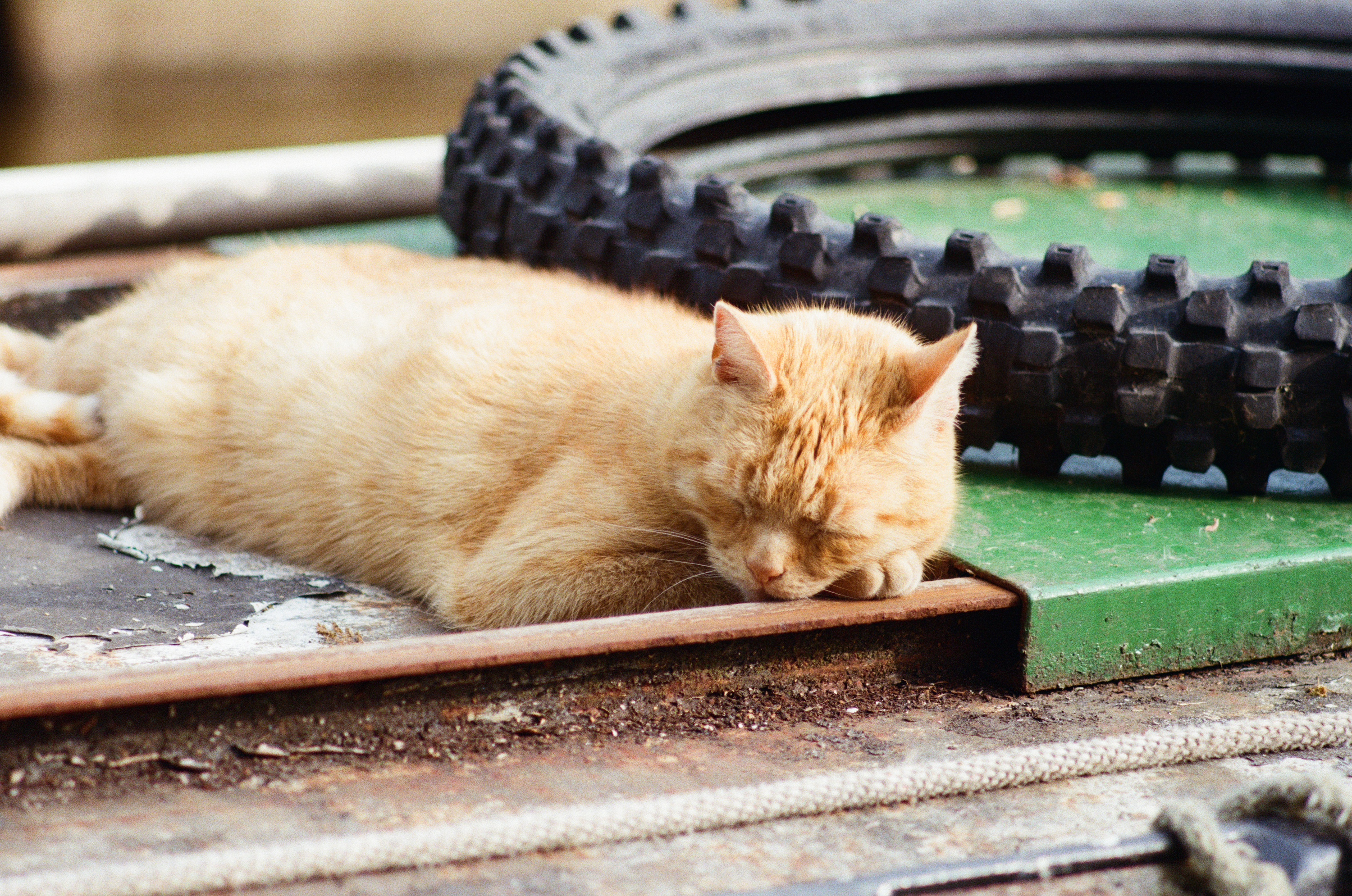 Lightly grainy photo of a ginger cat, resting its head on its paw and taking a well-earned nap atop a narrowboat