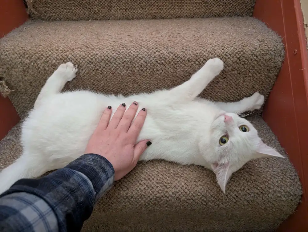 Easóg lying sideways on a staircase being pet.
